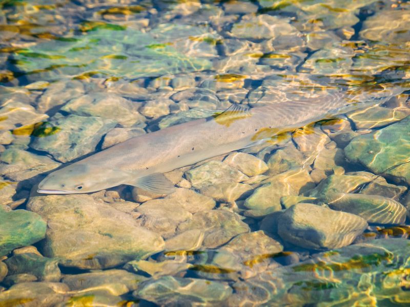 Pourvoirie Lac Geneviève d’Anticosti