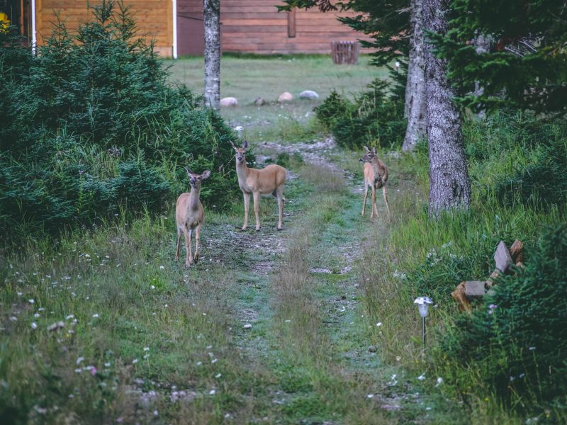 Pourvoirie Lac Geneviève d’Anticosti