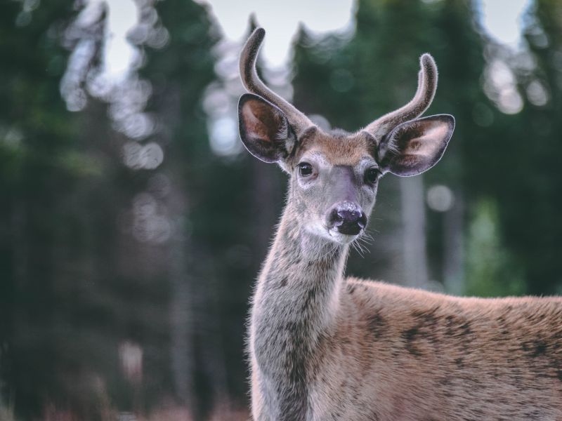 Pourvoirie Lac Geneviève d’Anticosti