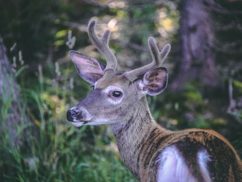 Pourvoirie Lac Geneviève d’Anticosti