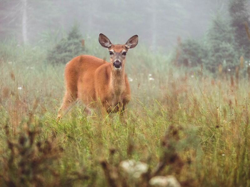 Pourvoirie Lac Geneviève d’Anticosti