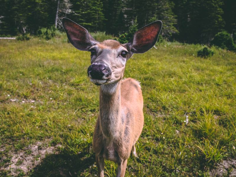 Pourvoirie Lac Geneviève d’Anticosti