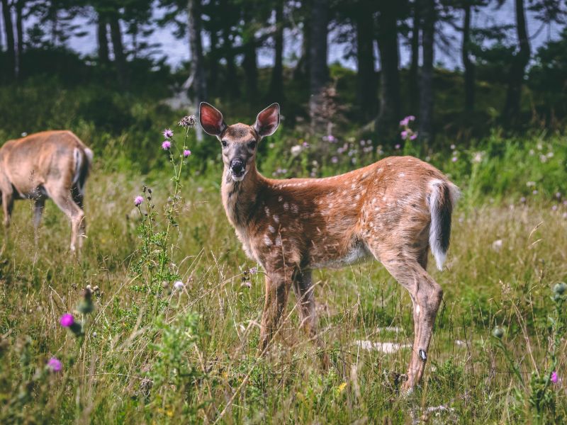 Pourvoirie Lac Geneviève d’Anticosti