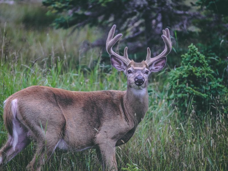 Pourvoirie Lac Geneviève d’Anticosti