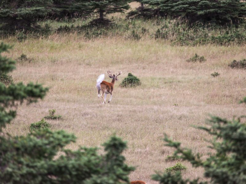 Pourvoirie Lac Geneviève d’Anticosti