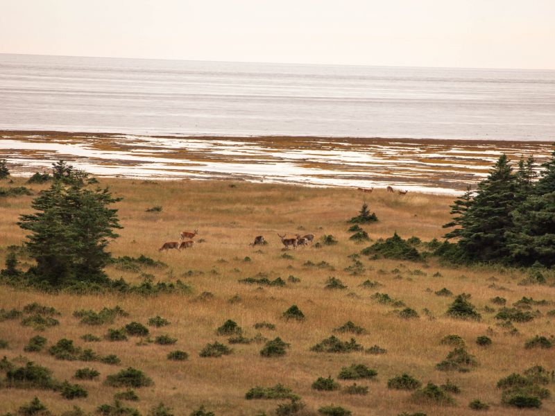Pourvoirie Lac Geneviève d’Anticosti