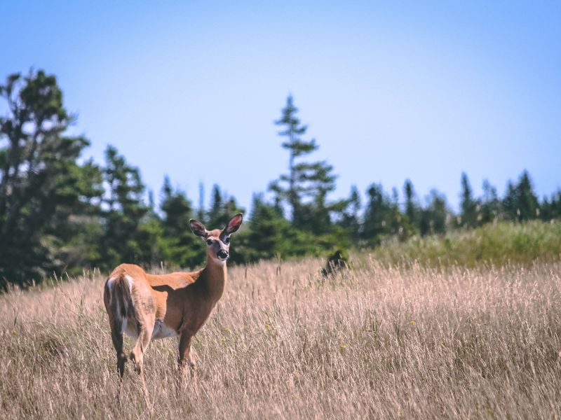 Pourvoirie Lac Geneviève d’Anticosti
