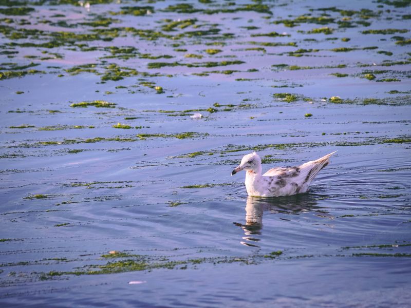 Pourvoirie Lac Geneviève d’Anticosti