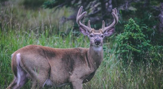 Cerf/Deer - Pourvoirie Lac Geneviève d’Anticosti
